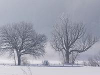 Zwei alte Bäume in dunstiger Ebene
